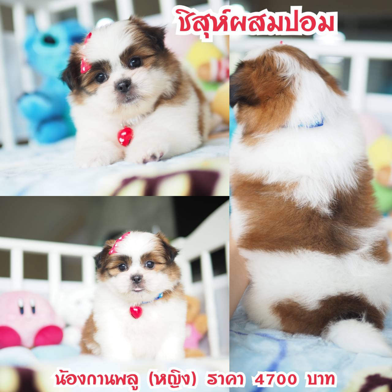 ⛔️บ้านกิ๊ฟซ่า มีแต่สวยๆ