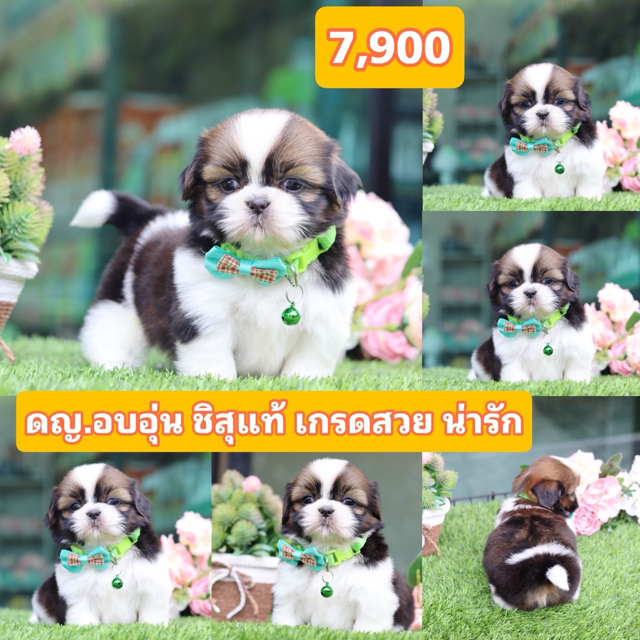 ชิสุแท้เกรดสวย