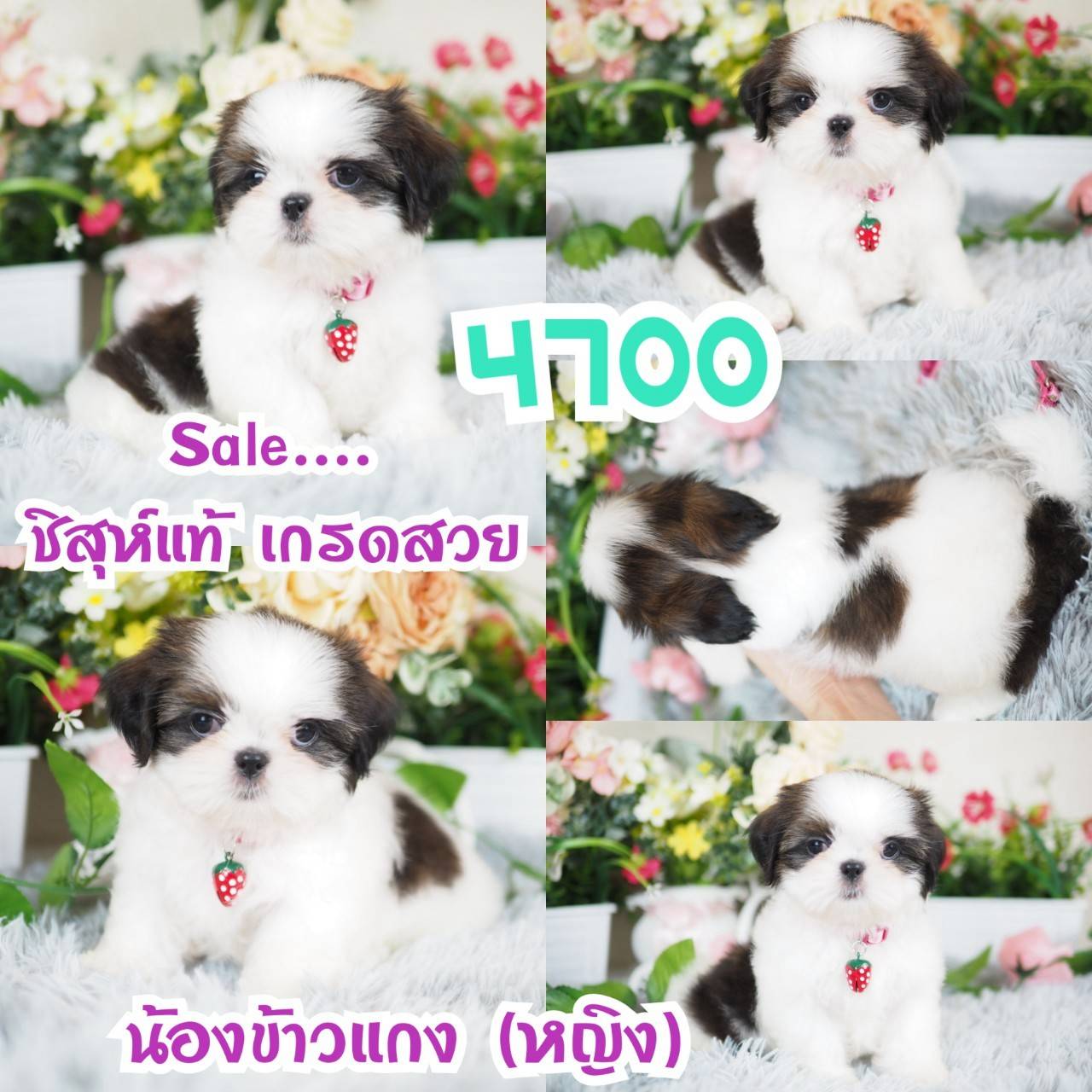 ชิสุแท้ แห่ง กิ๊ฟซ่า