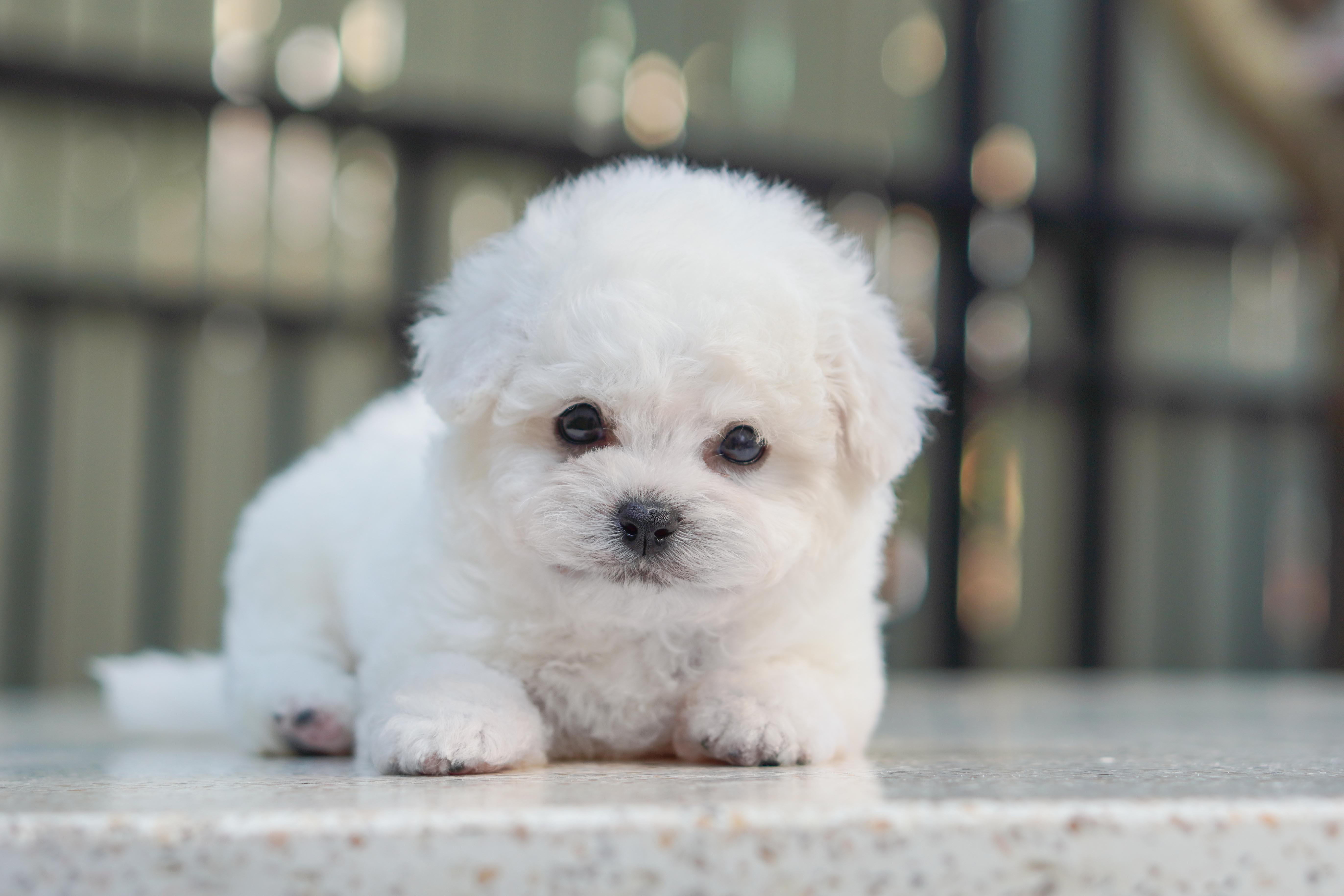 สายพันธุ์ มินิบิชอง ฟริเซ่ ( Mini Bichon Frise ) สายพันธุ์แท้
