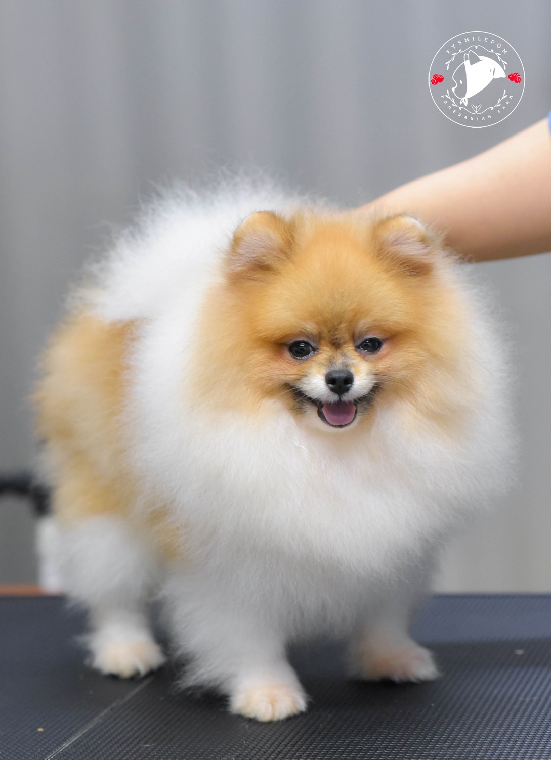 FYsmilepom น้องปอม สีปาร์ตี้ เพศผู้ หน้าตาน่ารักพร้อมย้ายบ้าน 0830777178