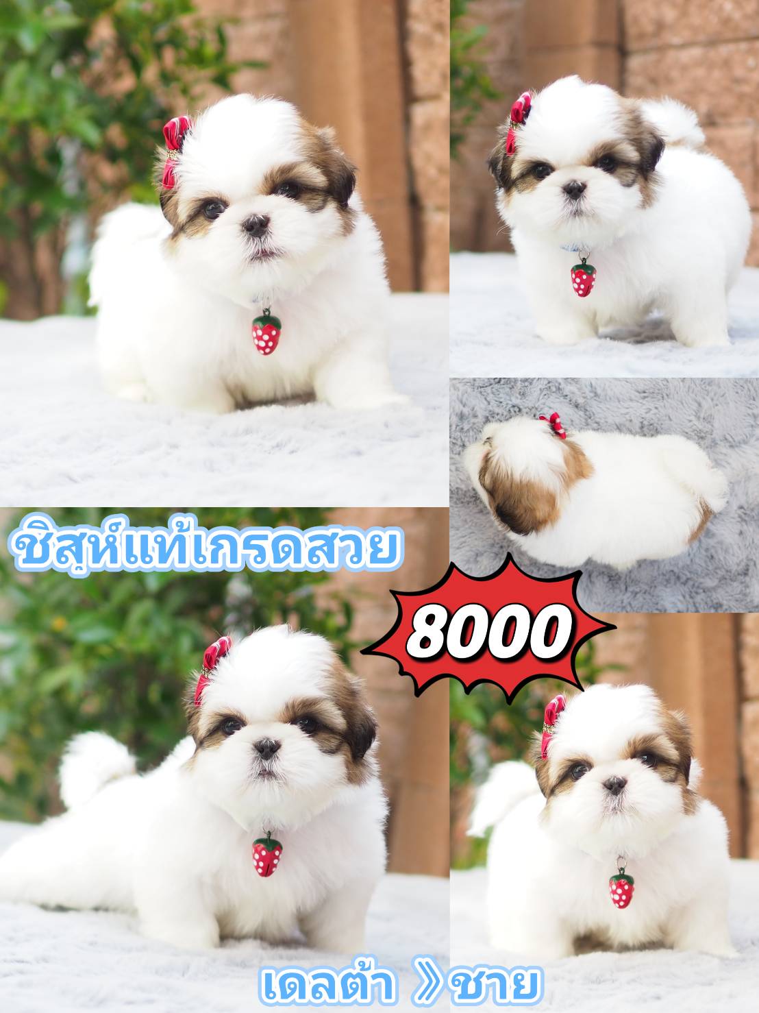 Shihtzu