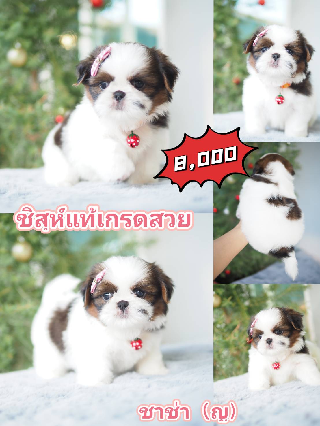 กิ๊ฟซ่า ลดได้