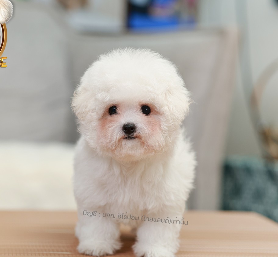 มินิบิชอง ฟริเซ่ รหัสสุนัข BCF-50897 สายพันธุ์มินิบิชอง เพศหญิง สีขาว น้องร่าเริ...