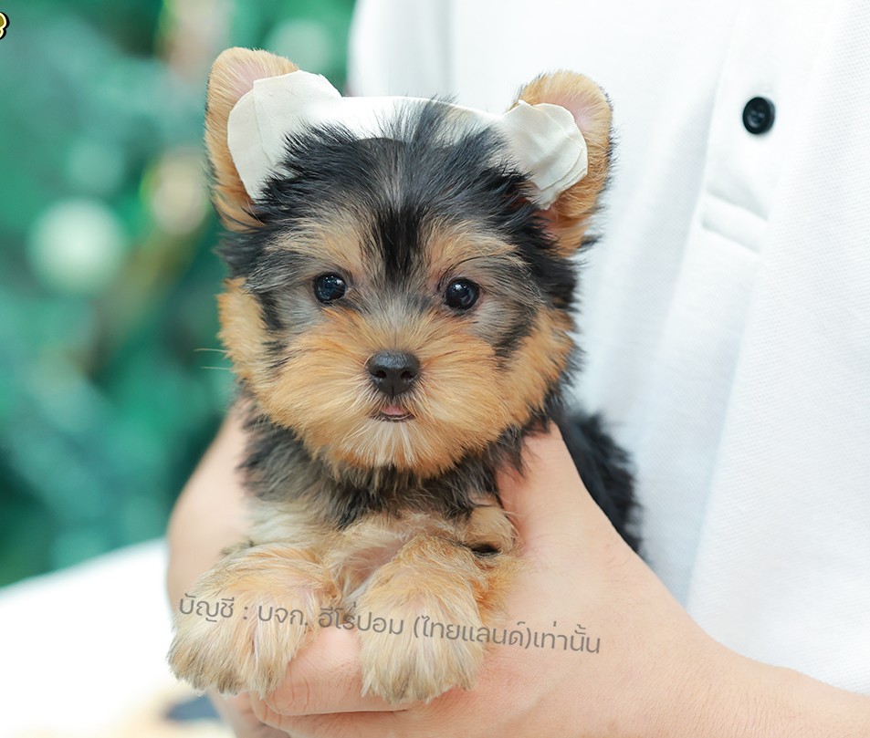 ยอร์คเชียร์ เทอร์เรีย HYF-10392 เพศหญิง สีแบล็คแทน ขนแน่น สายเลือดดี เกรดคุณภาพ...