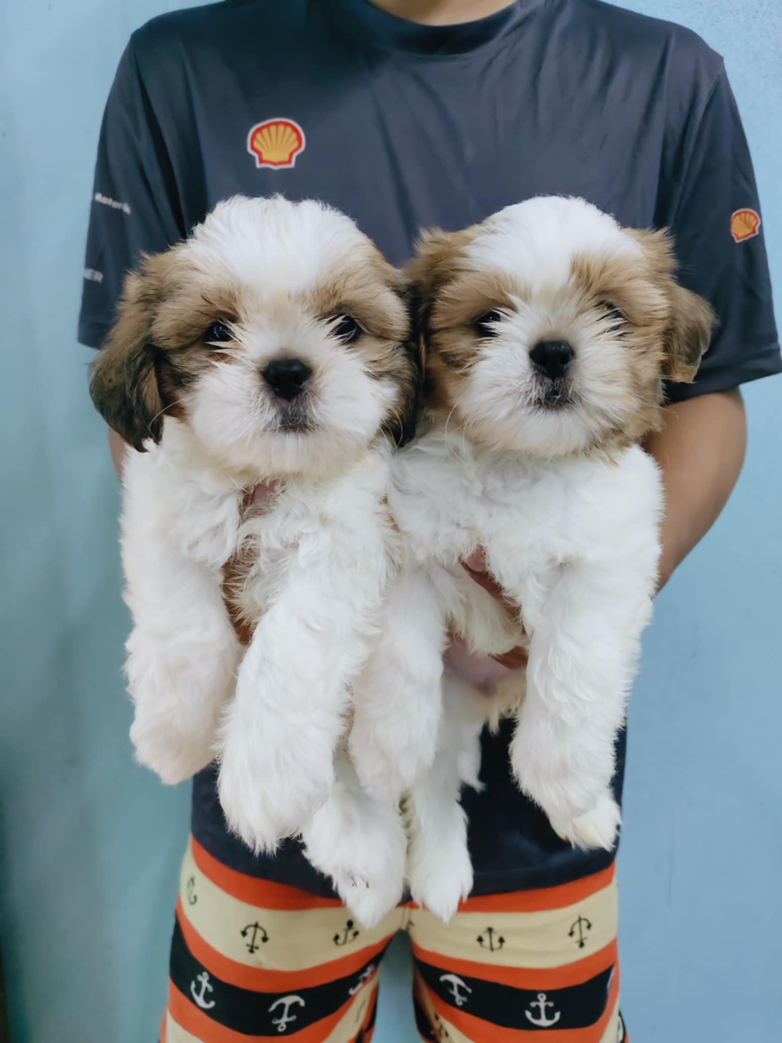 ชิสุผสมปอม idline::happyshihtzu4289