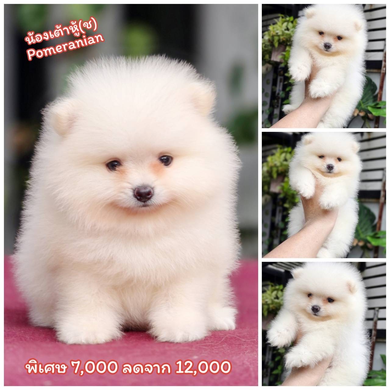 ปอมเมอเรเนียนแท้ สีขาว พร้อมย้ายบ้าน พิกัดรามอินทรา