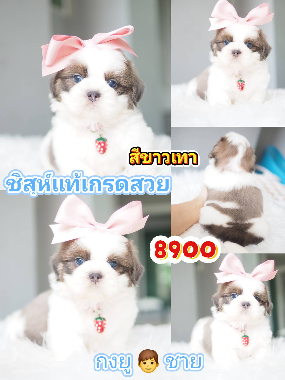 กิ๊ฟซ่า