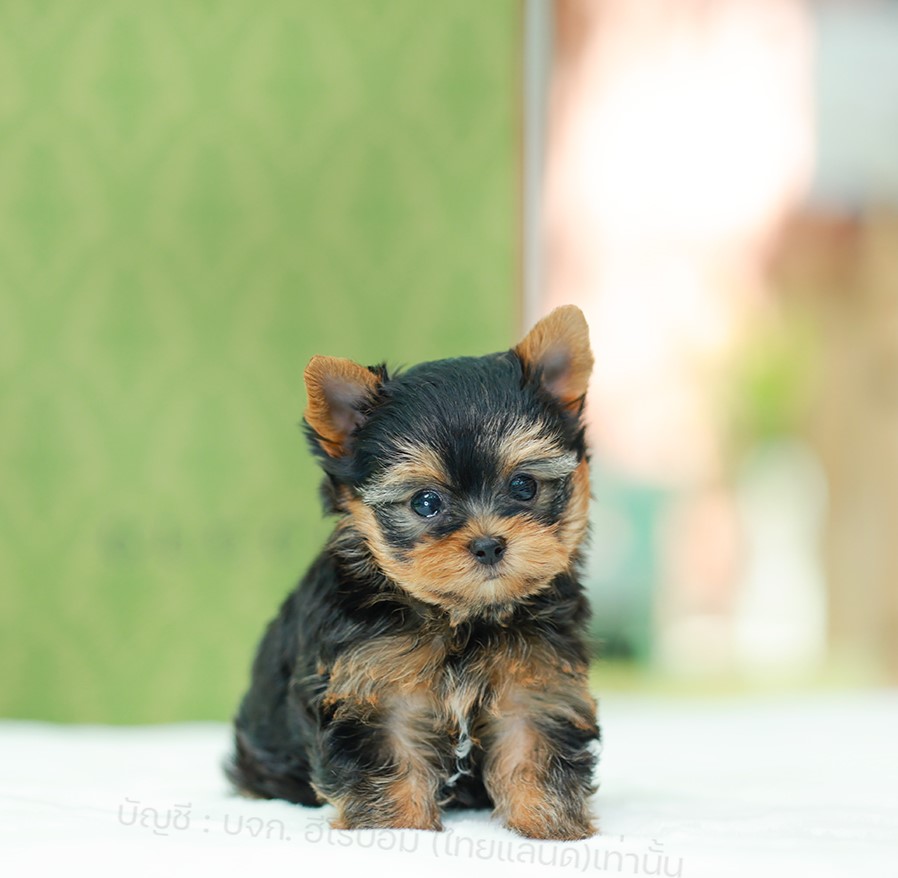 ยอร์คเชียร์ เทอร์เรีย ยอร์คมินิ ยอร์คเชียร์แท้ ยอร์คจิ๋ว รหัสสุนัข HYM-10142 เพศ...