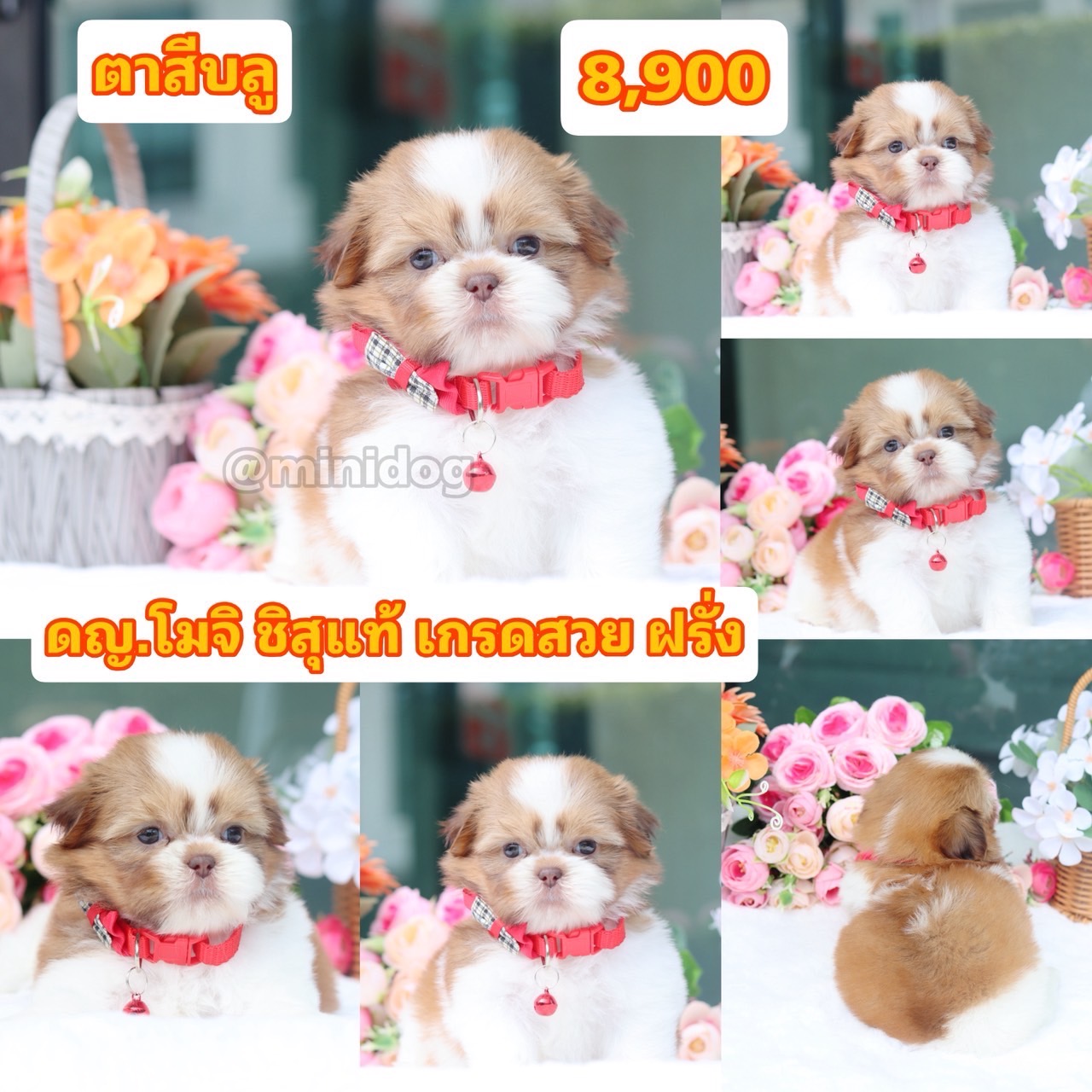 ชิสุแท้เกรดสวย