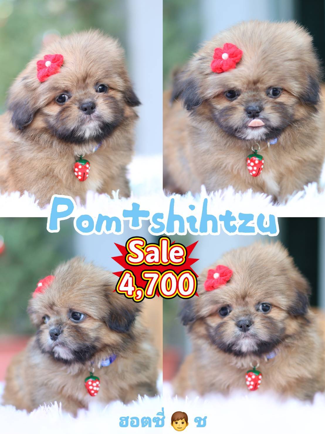 Kibzaa shihtzu