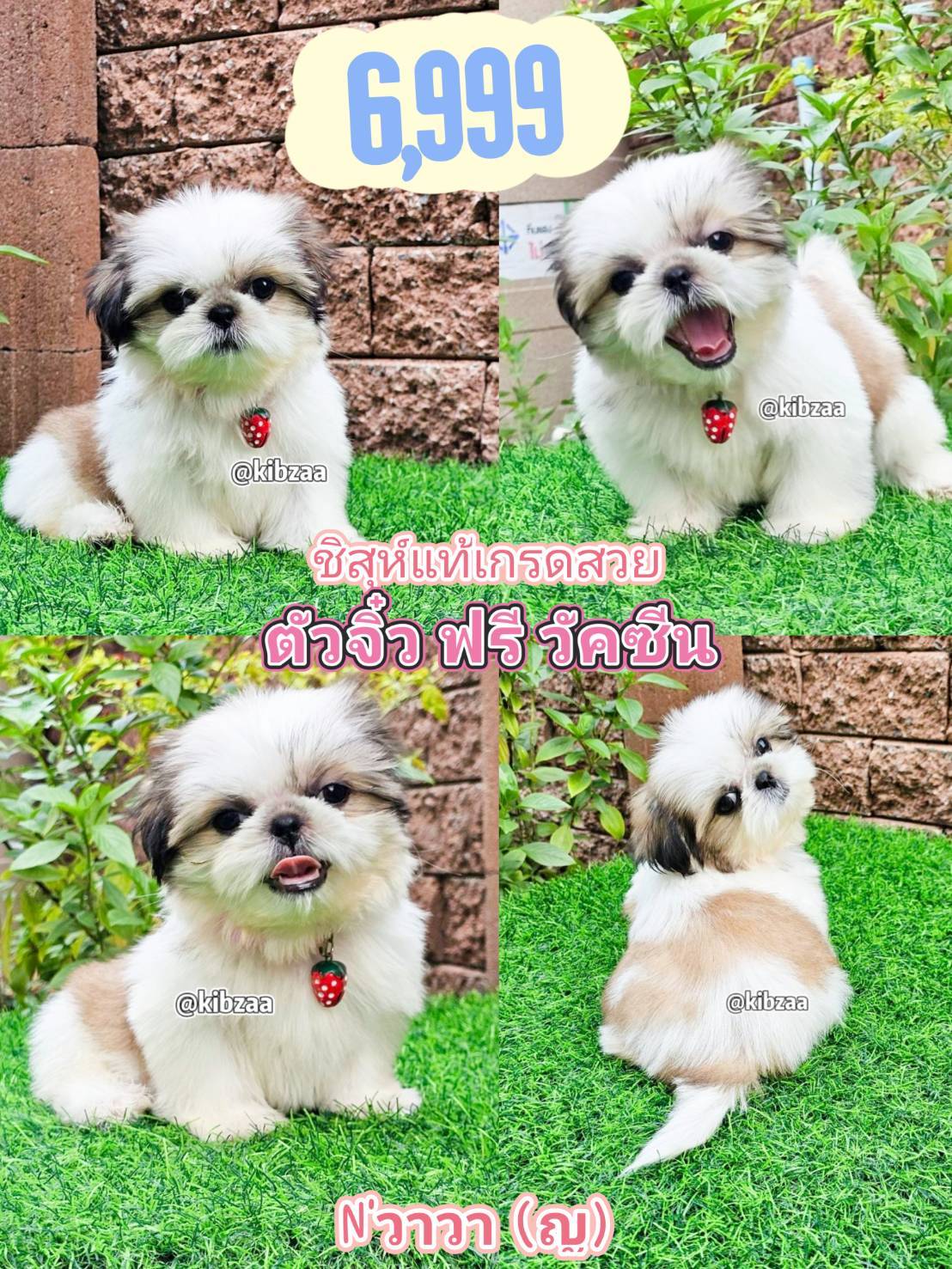 Shihtzu 6999 วัคซีน 1 เข็ม