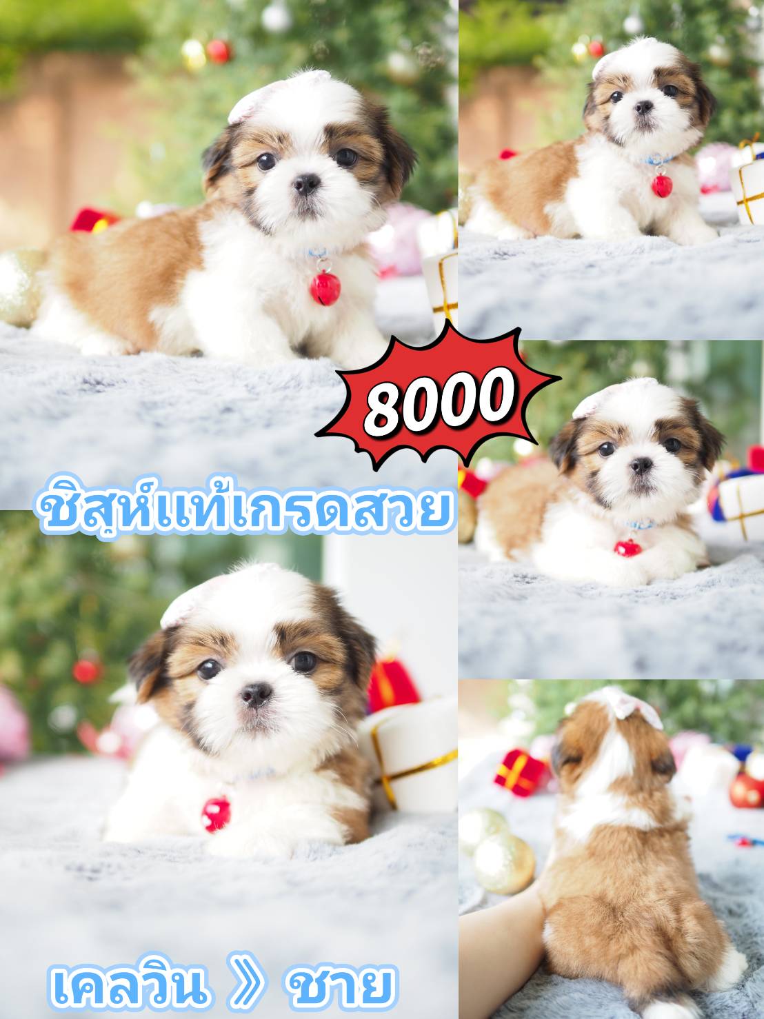 กิ๊ฟซ่าของแท้ @kibzaa เท่านั้น