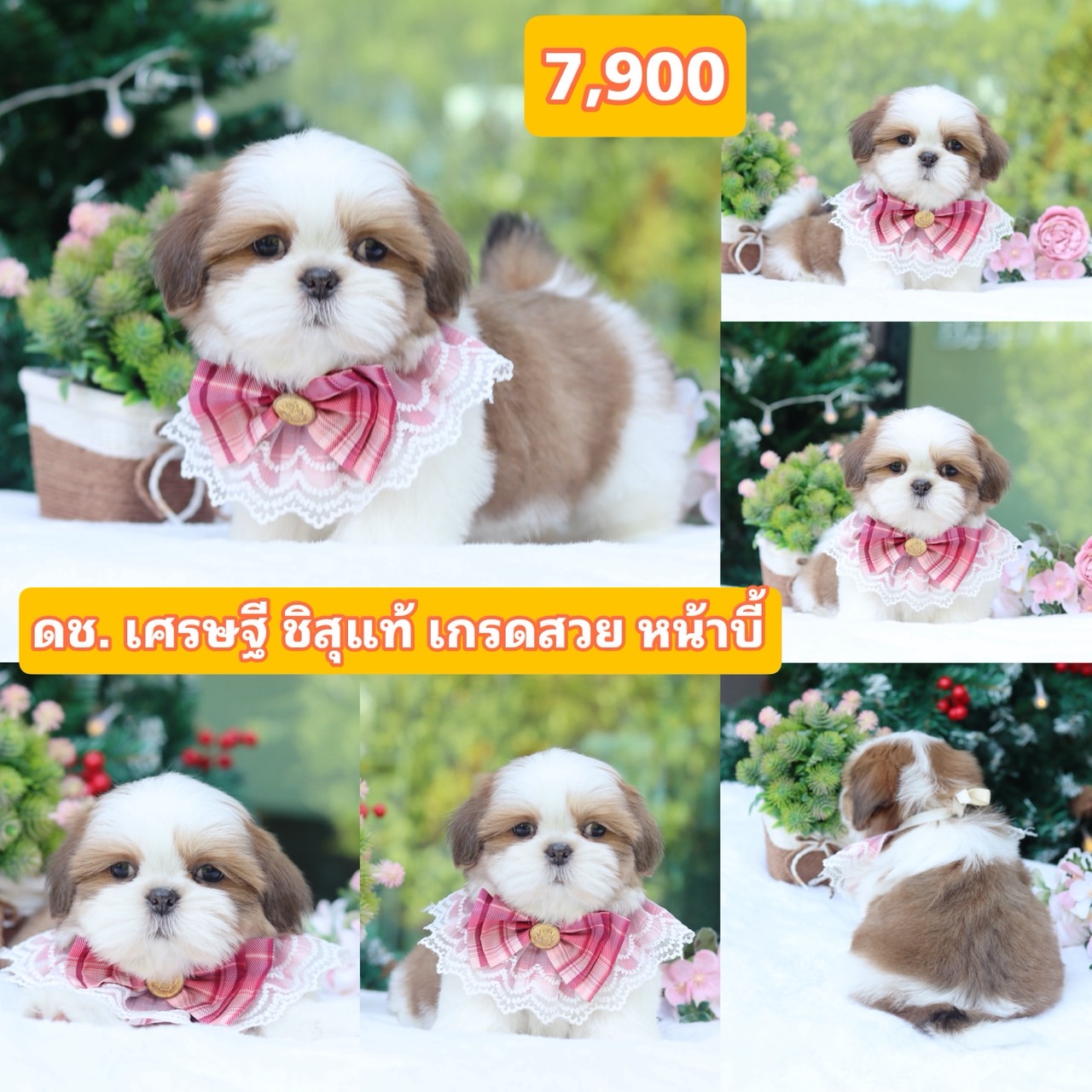 ชิสุแท้เกรดสวย