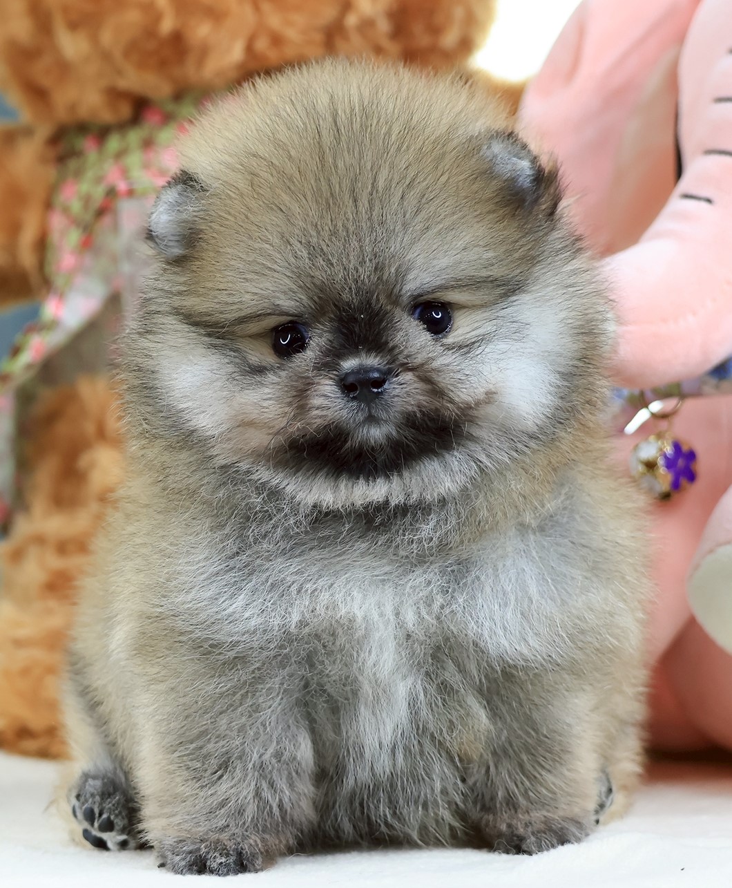 ปอมแท้ ปอมเมอเรเนียน HRM-68102 เพศชาย สีส้ม อายุ 2 เดือน หน้าตาน่ารัก ขาสั้น ขนแ...