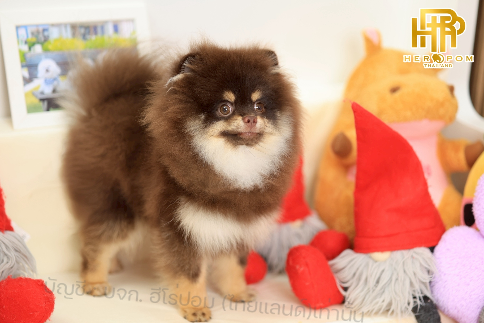 ปอมแท้ ปอมหน้าสั้น HRM-10478 เพศชาย สีช้อคแทน อายุ 3 เดือน น่ารักมาก ๆ ถ่ายรูปแล...