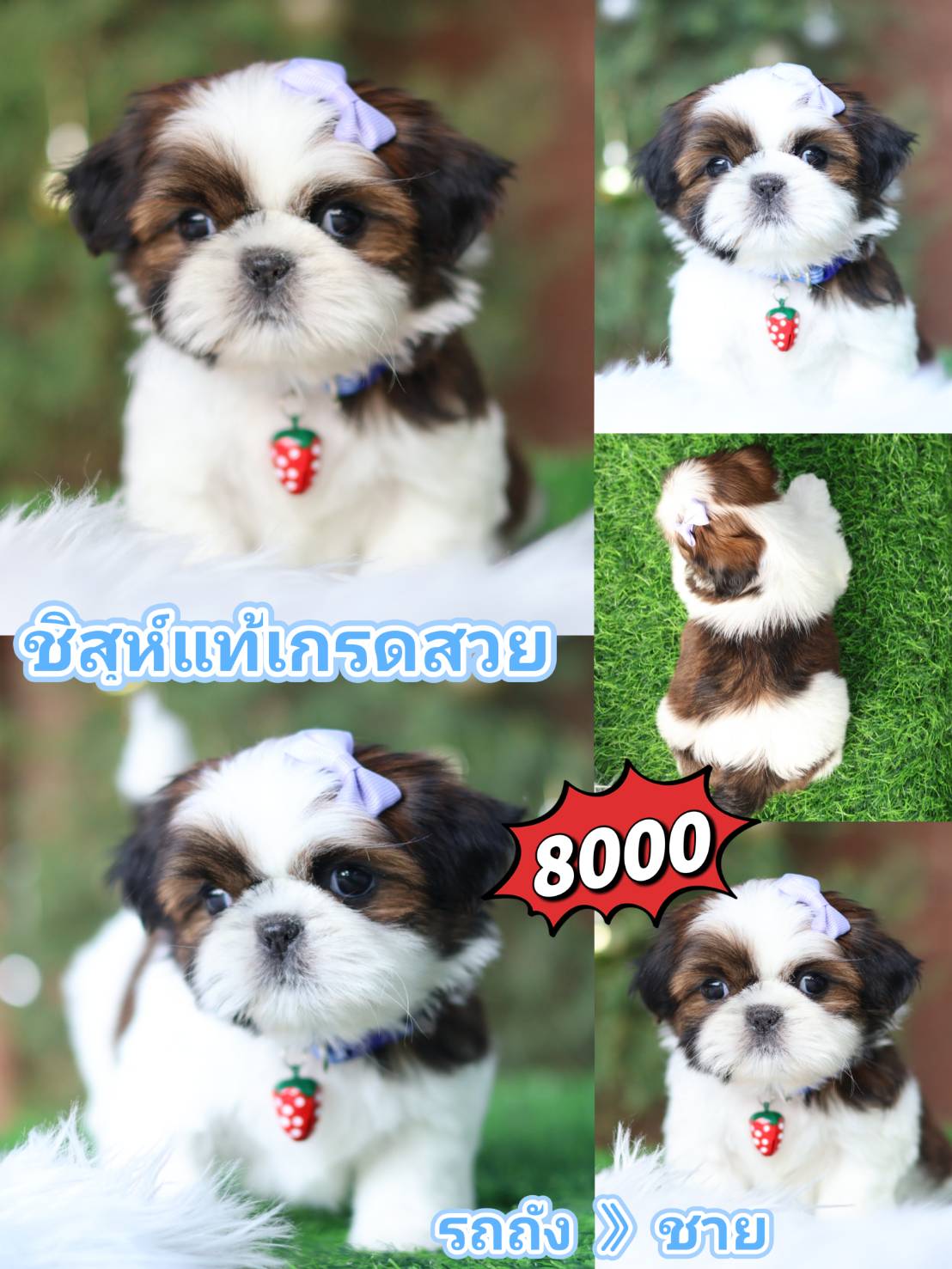 Shihtzu kibzaa