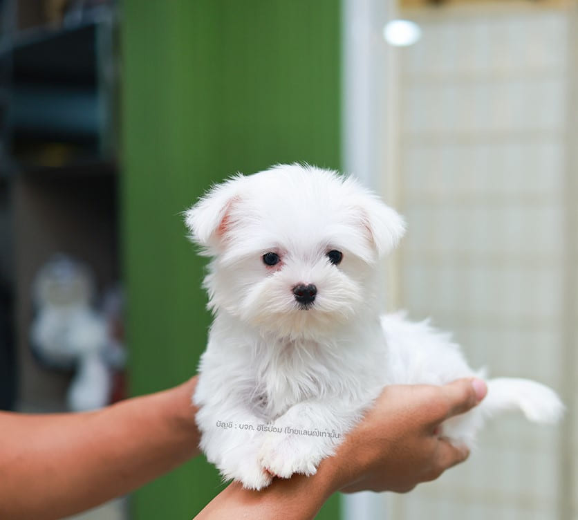 มอลทีส MTF-89134 เพศหญิง สีขาว ตัวเล็กตัวน้อยมาก ๆ ขาสั้น ขนแน่นฟู หน้าตาทะเล้น...