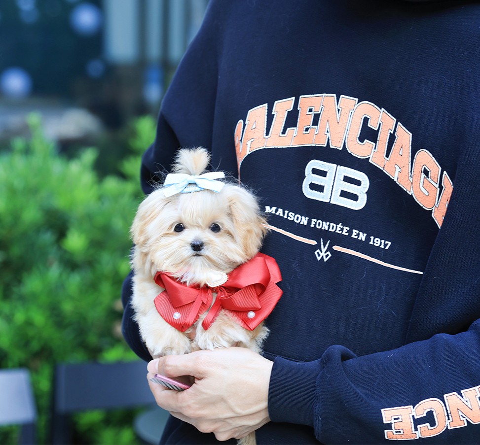 มอลติพู MTPM-56206 เพศชาย สี Champagne อายุ 2 ปี น่ารัก หัวกลม มีถุงเท้าสีขาว สี...