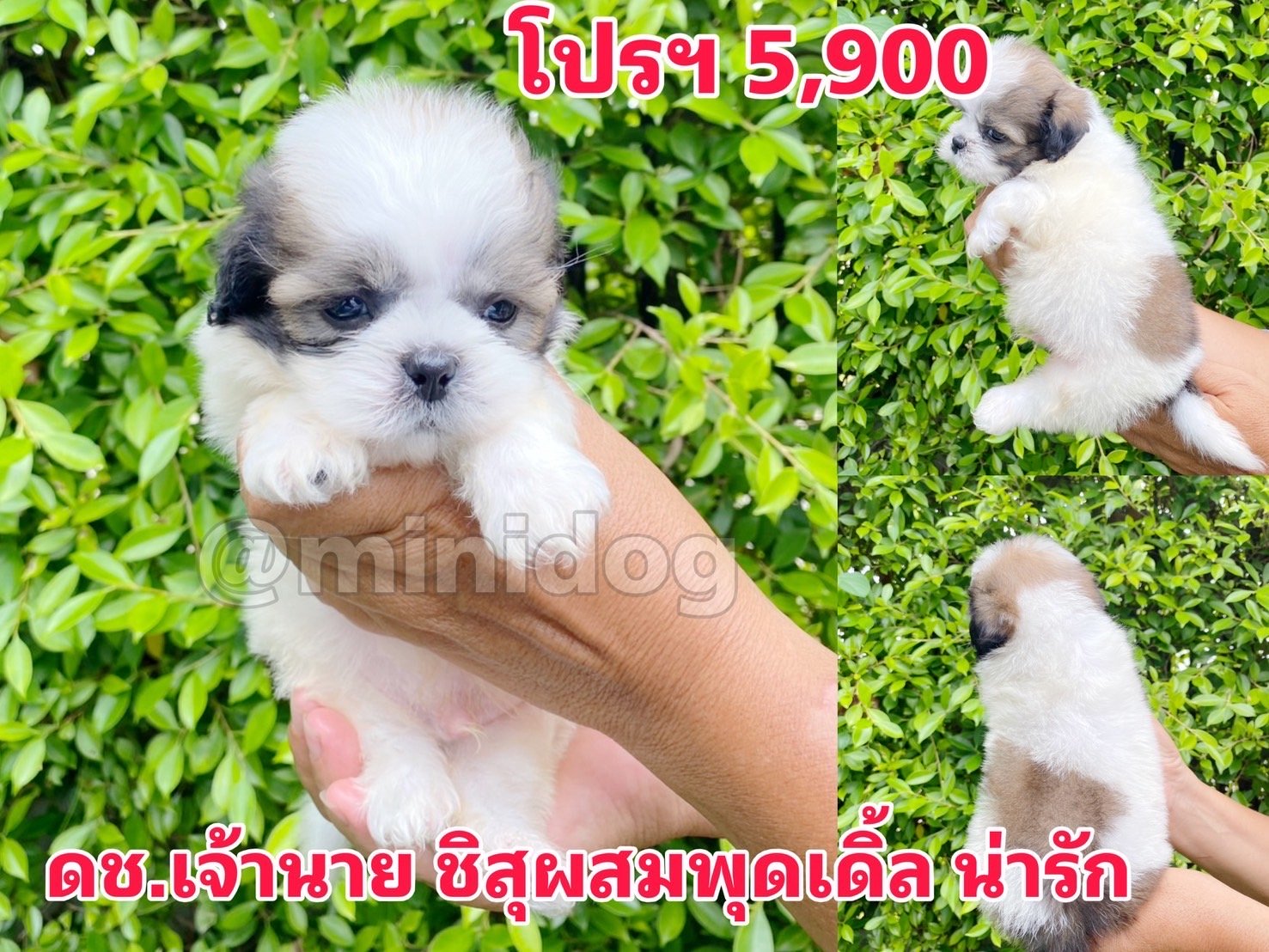 ชิสุผสมพุดเดิ้ล