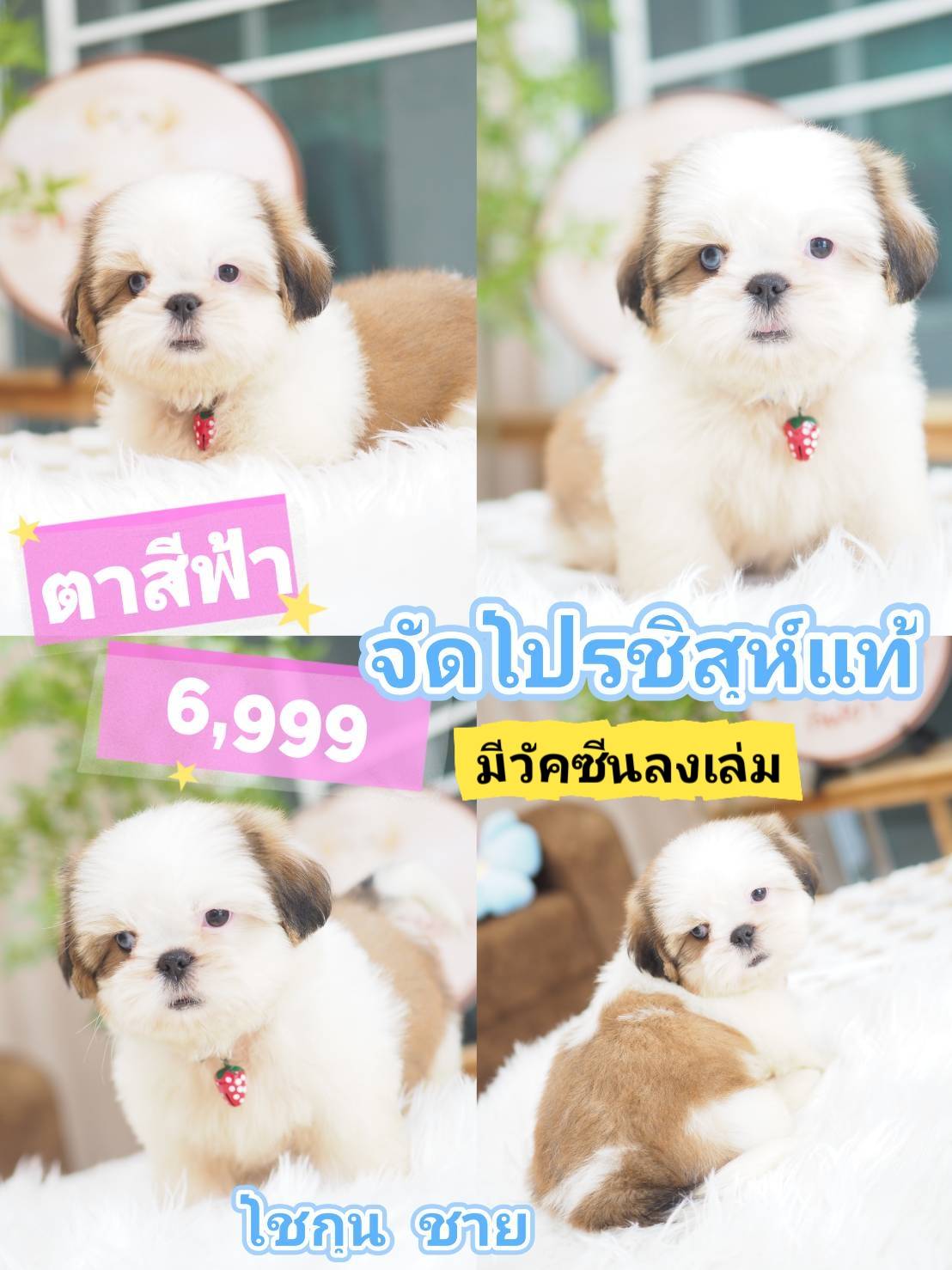 กิ๊ฟซ่าชิสุ ❤️ กทม