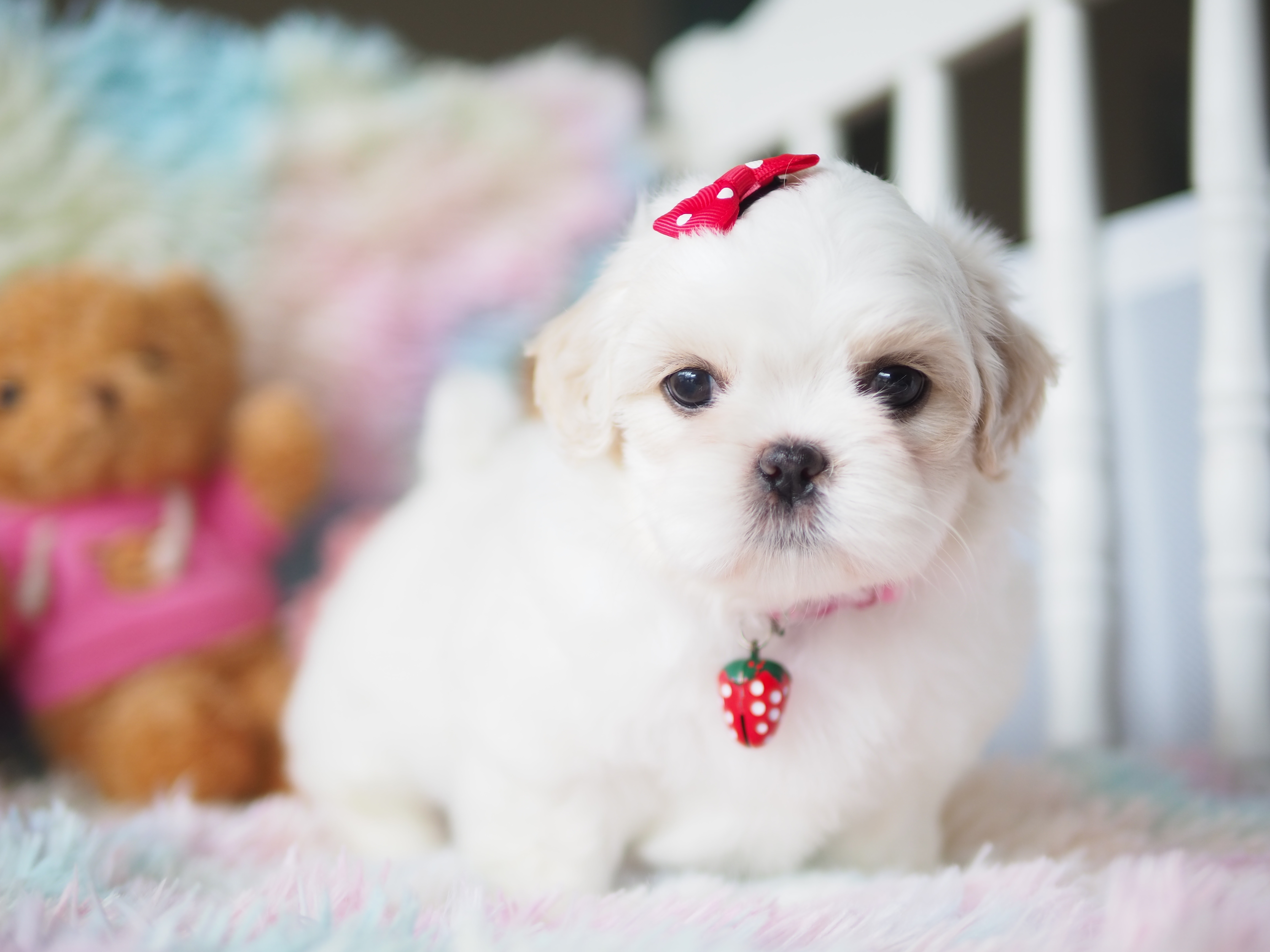 ชิสุห์แท้ เกรดแม่พันธ์