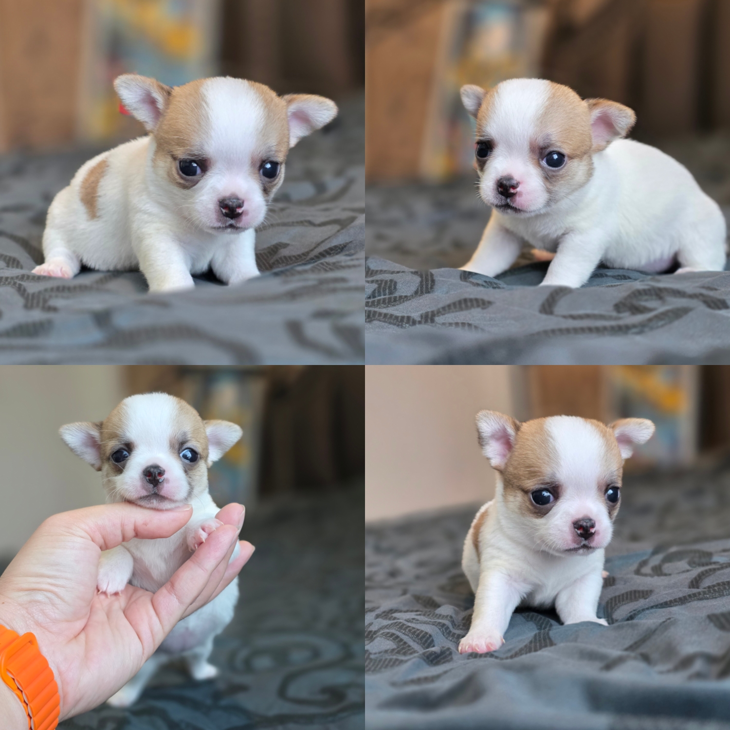 ชิวาวาแท้ฟอร์มสวยพร้อมย้ายบ้านมีมั้งแบบขนสั้นและขนยาว