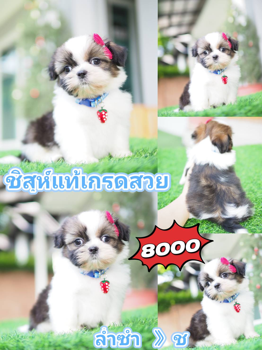 Kibzaa shihtzu