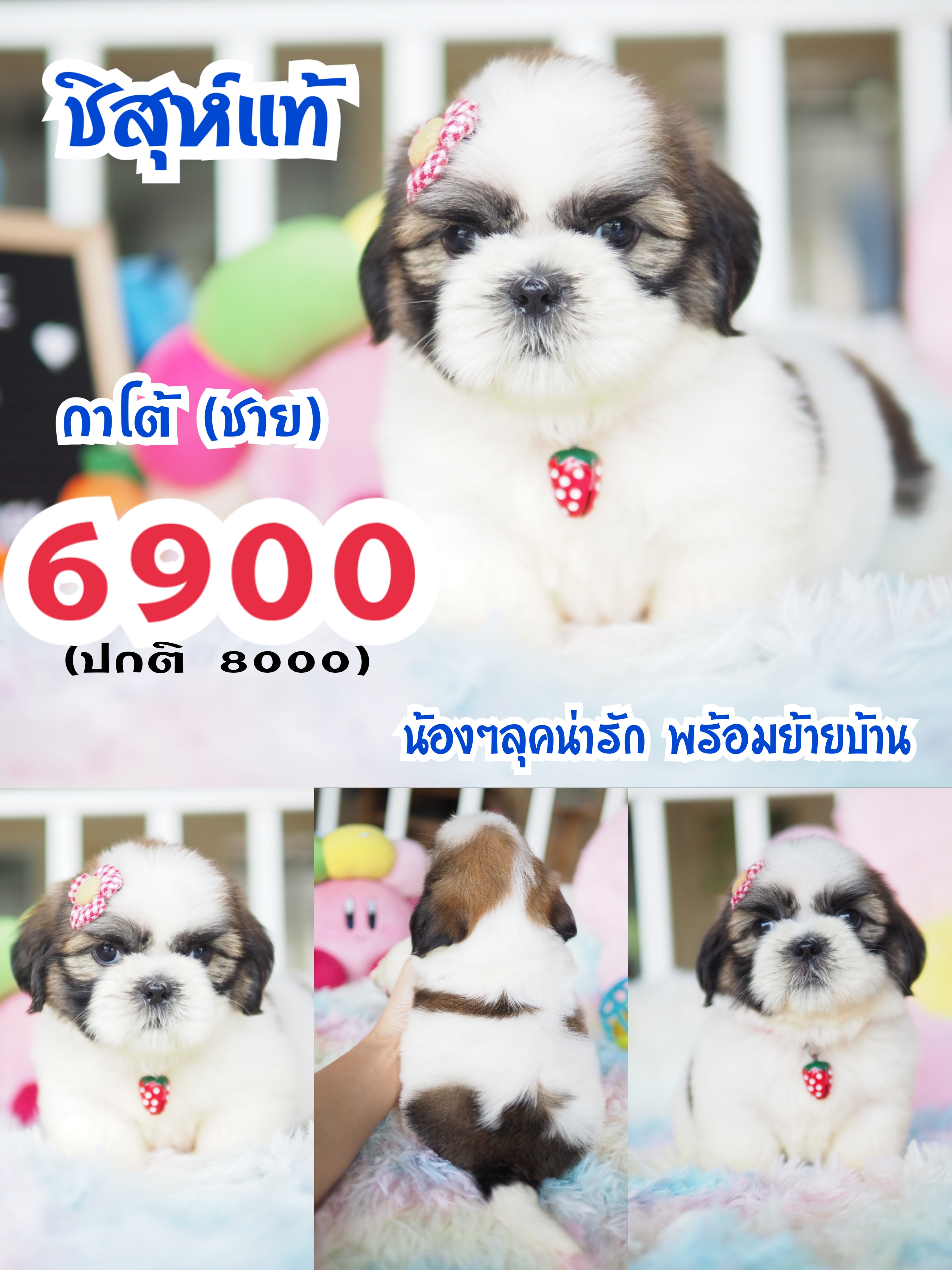บ้านหมาน่ารัก กิ๊ฟซ่า