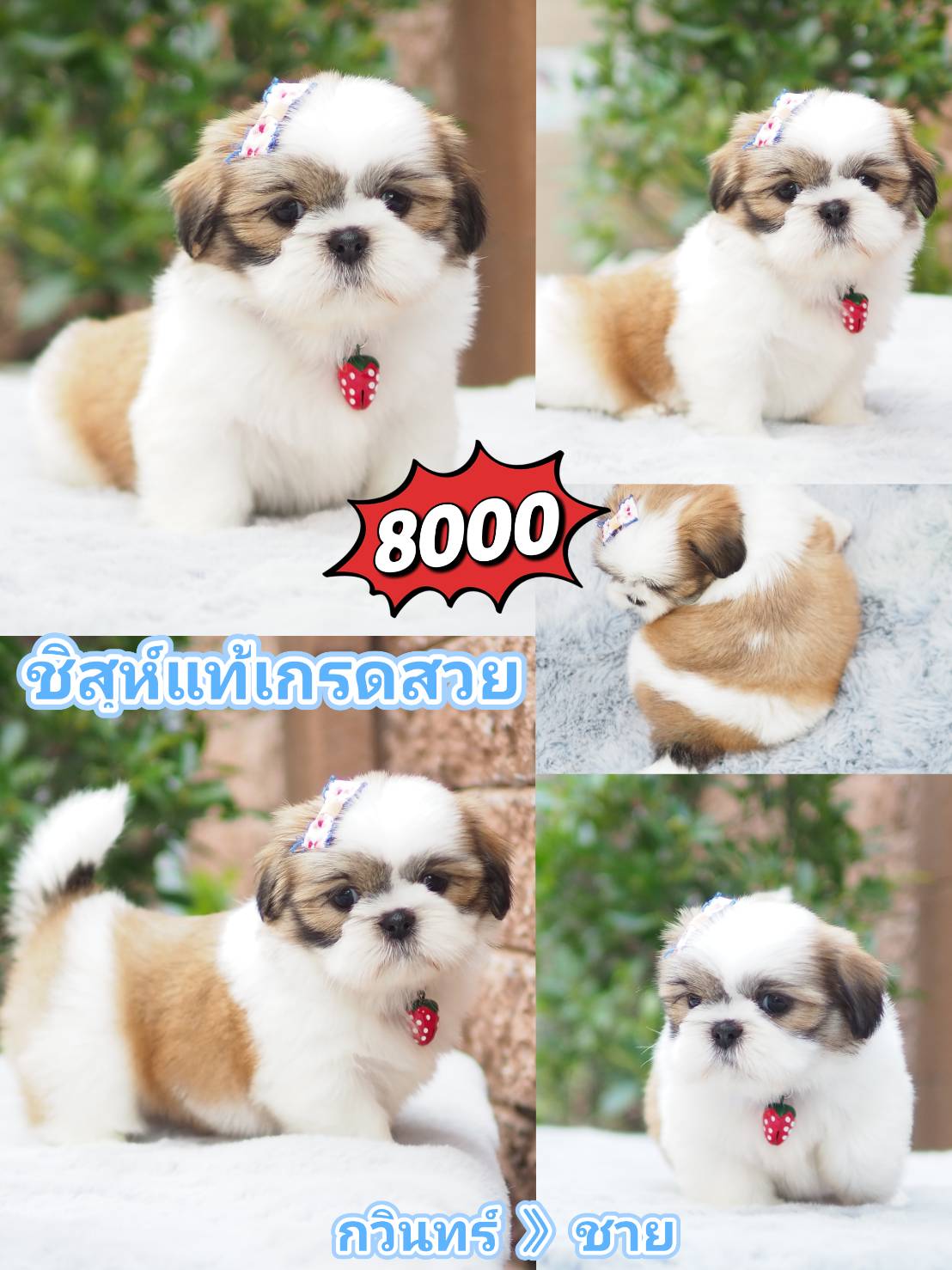 Shihtzu สวย+มีส่วนลด