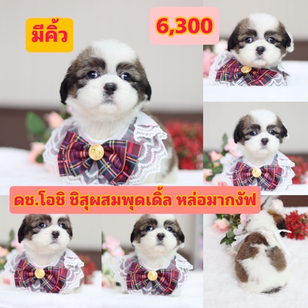 ชิสุพุดเดิ้ล