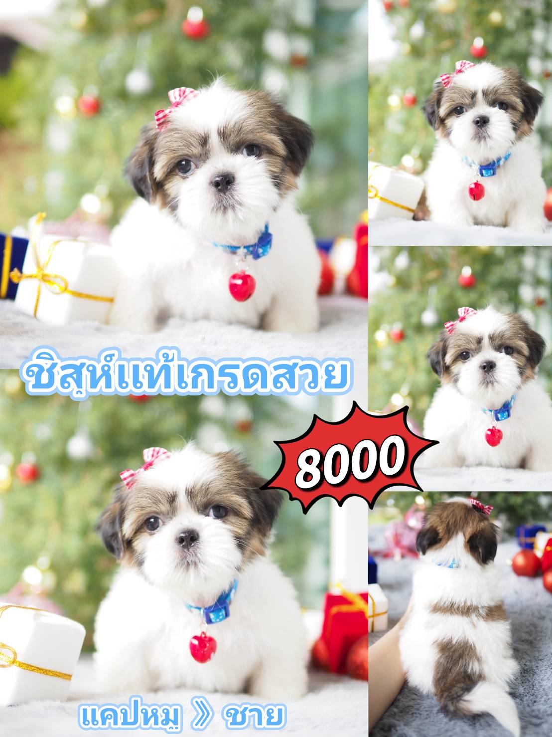 กิ๊ฟซ่าของแท้ @kibzaa เท่านั้น