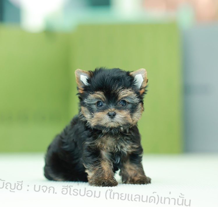 ยอร์คเชียร์ เทอร์เรีย รหัสสุนัข HYF-10155 เพศหญิง สีแบล็คแทน ขนแน่น สายเลือดดี เ...