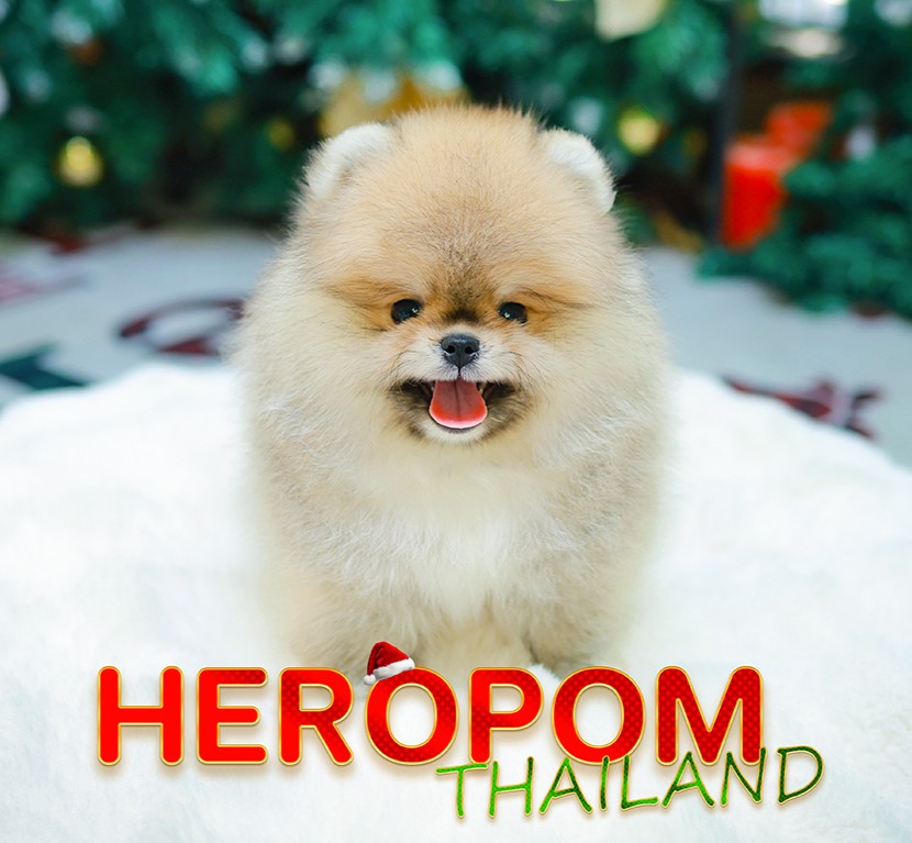 ปอมแท้ ปอมหน้าหมี HRM-10990 เพศชาย สีส้ม อายุ 2 เดือน ขนแน่น ขาใหญ่ กินเก่ง หน้า...