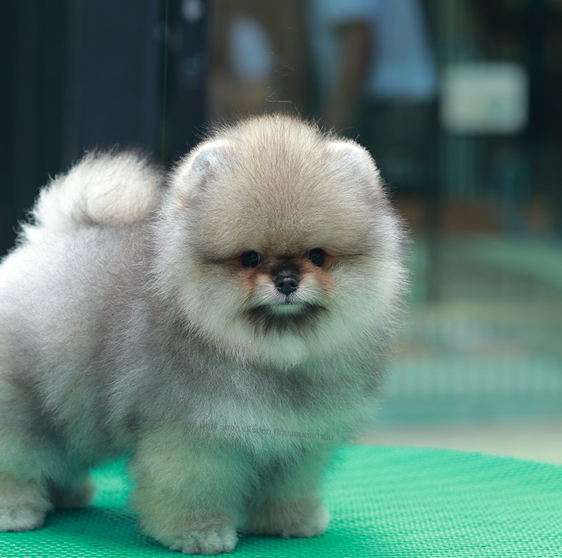 ปอมแท้ ปอมเมอเรเนียน HRM-68599 เพศชาย สีวูฟเซเบิ้ล อายุ 2 เดือน หน้าตาน่ารัก ขาส...