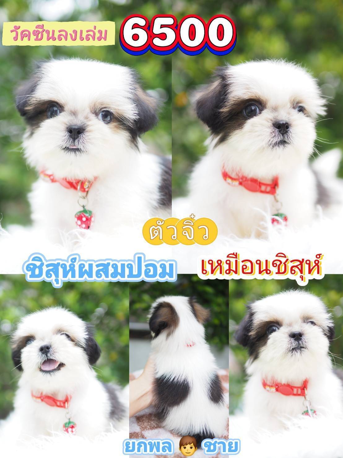 ชิสุผสมปอม วัคซีน❣️ จิ๋วๆ