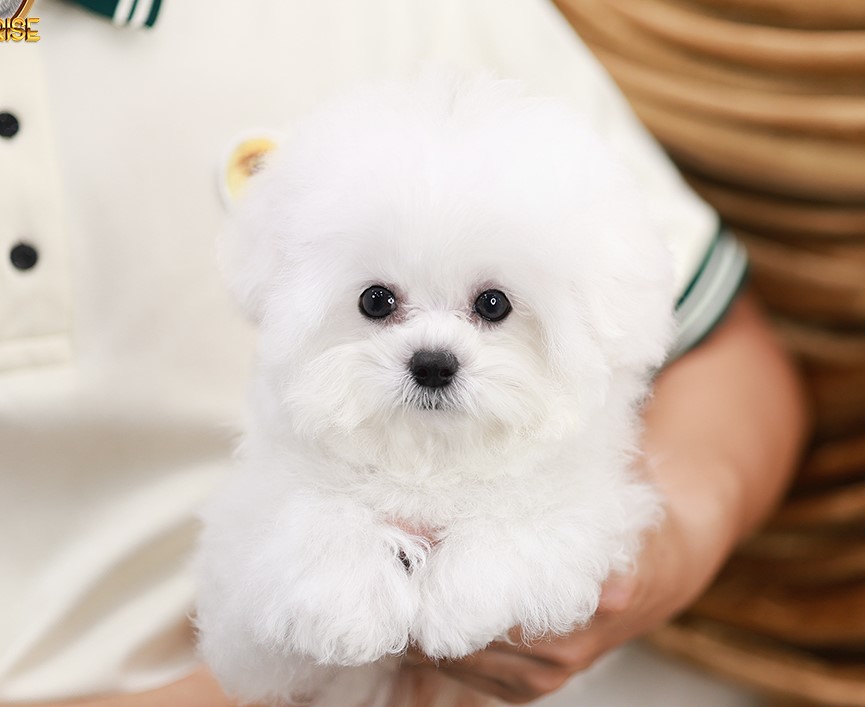 BCM-01014 bichon เพศชาย สีขาว อายุ 2 เดือน ตัวเล็ก ขาสั้น หน้าสั้น ขนแน่นฟู