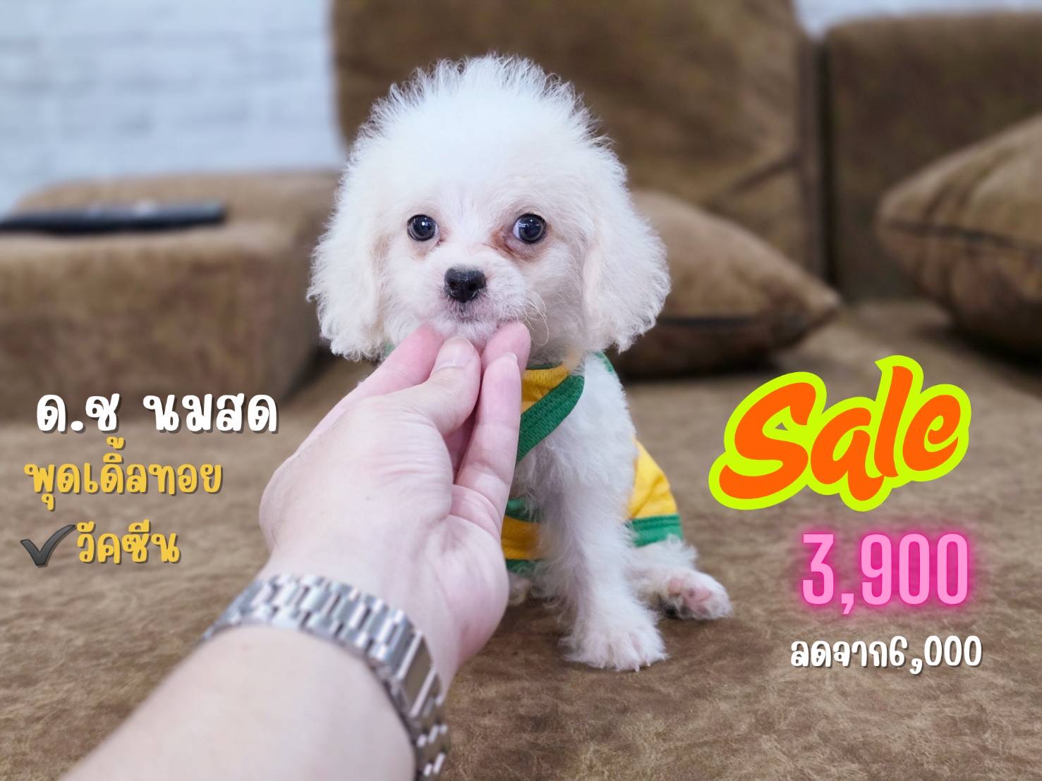 พุดเดิ้ลแท้ พร้อมย้ายบ้าน มีบริการส่ง