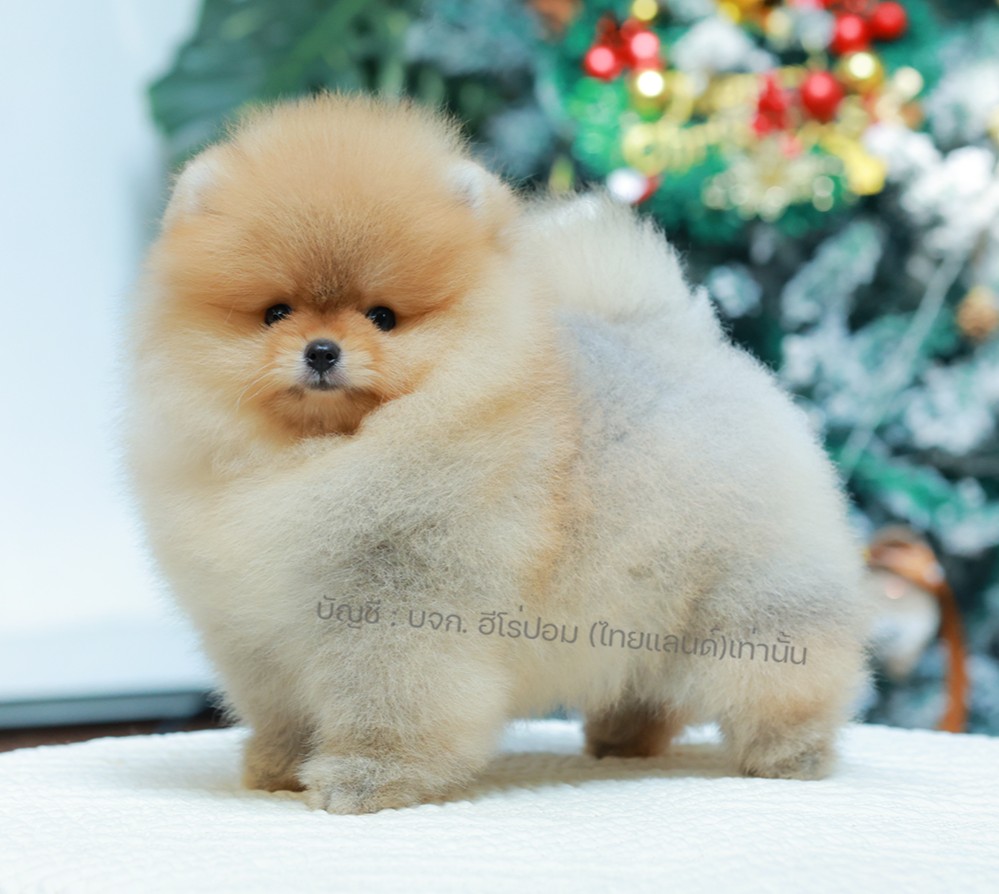 ปอมแท้ ปอมหน้าหมี HRF-10384 เพศหญิง สีส้ม ตัวจิ๋วตัวเล็ก แก้มอ้วน น่าฟัดมาก ๆ ตอ...