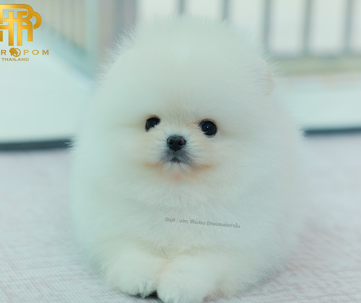 ปอมแท้ ปอมเมอเรเนียน HRM-68773 เพศชาย สีขาว อายุ 2 เดือน หน้าตาน่ารัก ขาสั้น ขนแ...