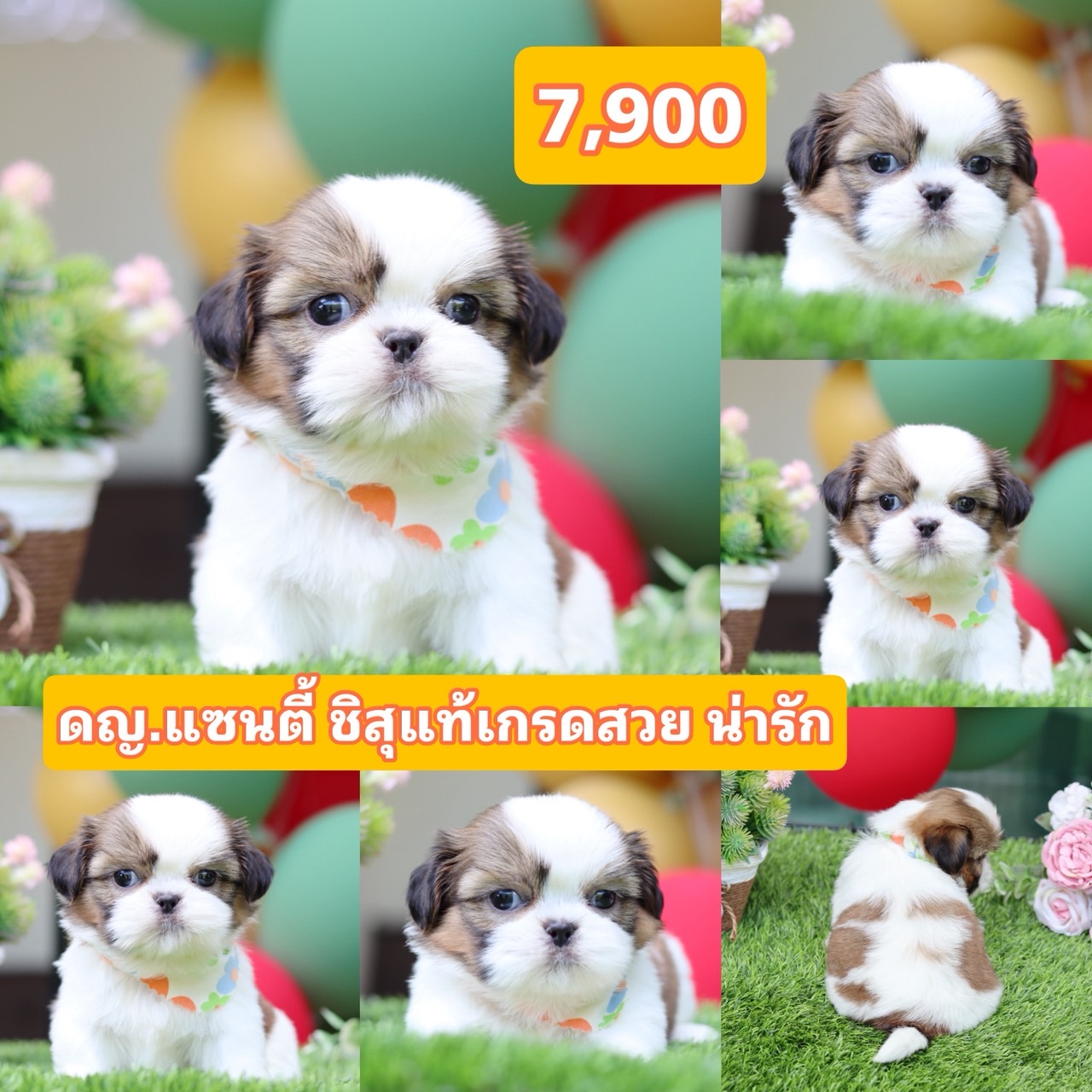 ชิสุแท้เกรดสวย