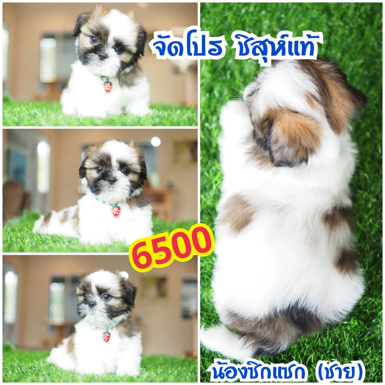 กิ๊ฟซ่า ชิสุห์  ลดได้