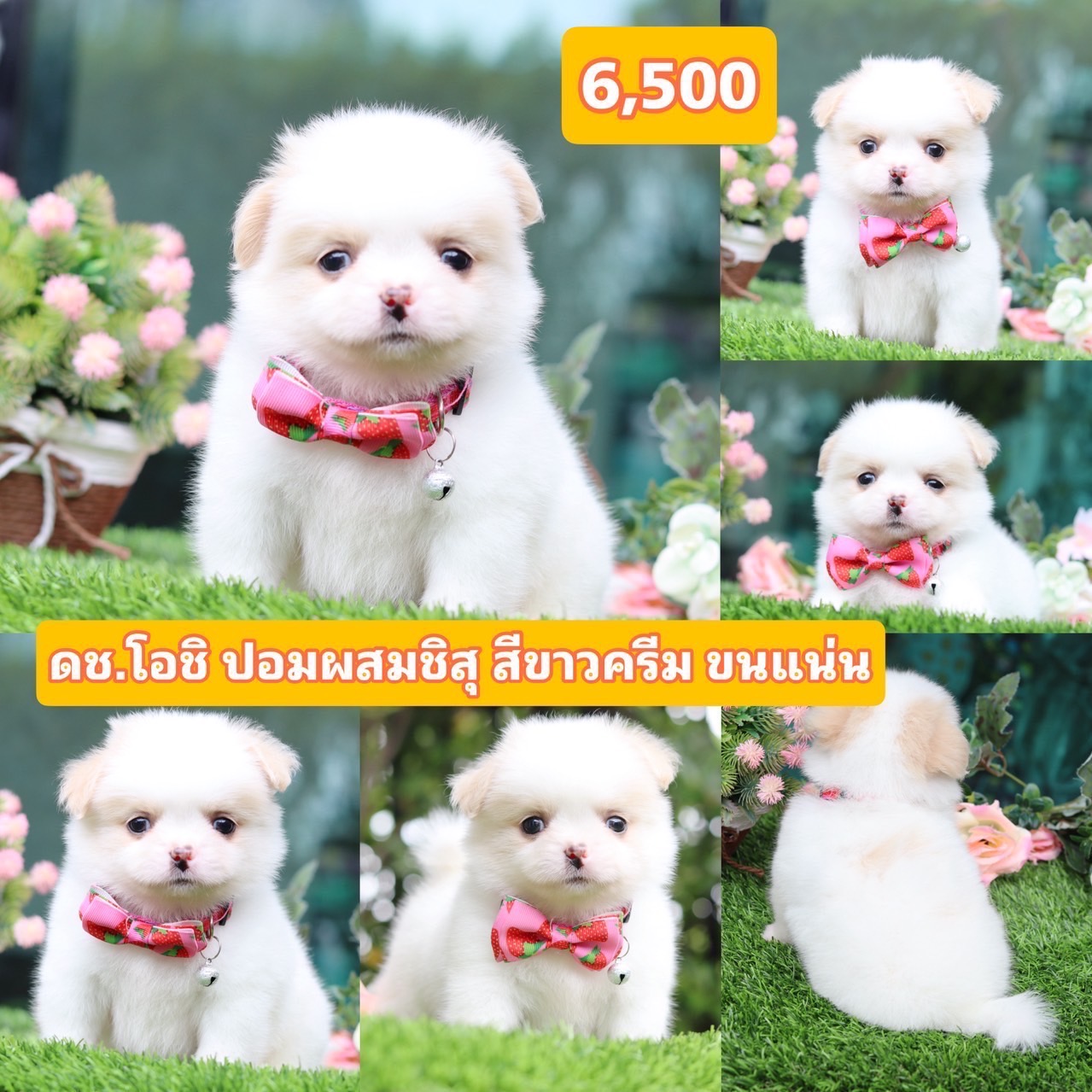 ชิสุผสมปอมเกรดสวย