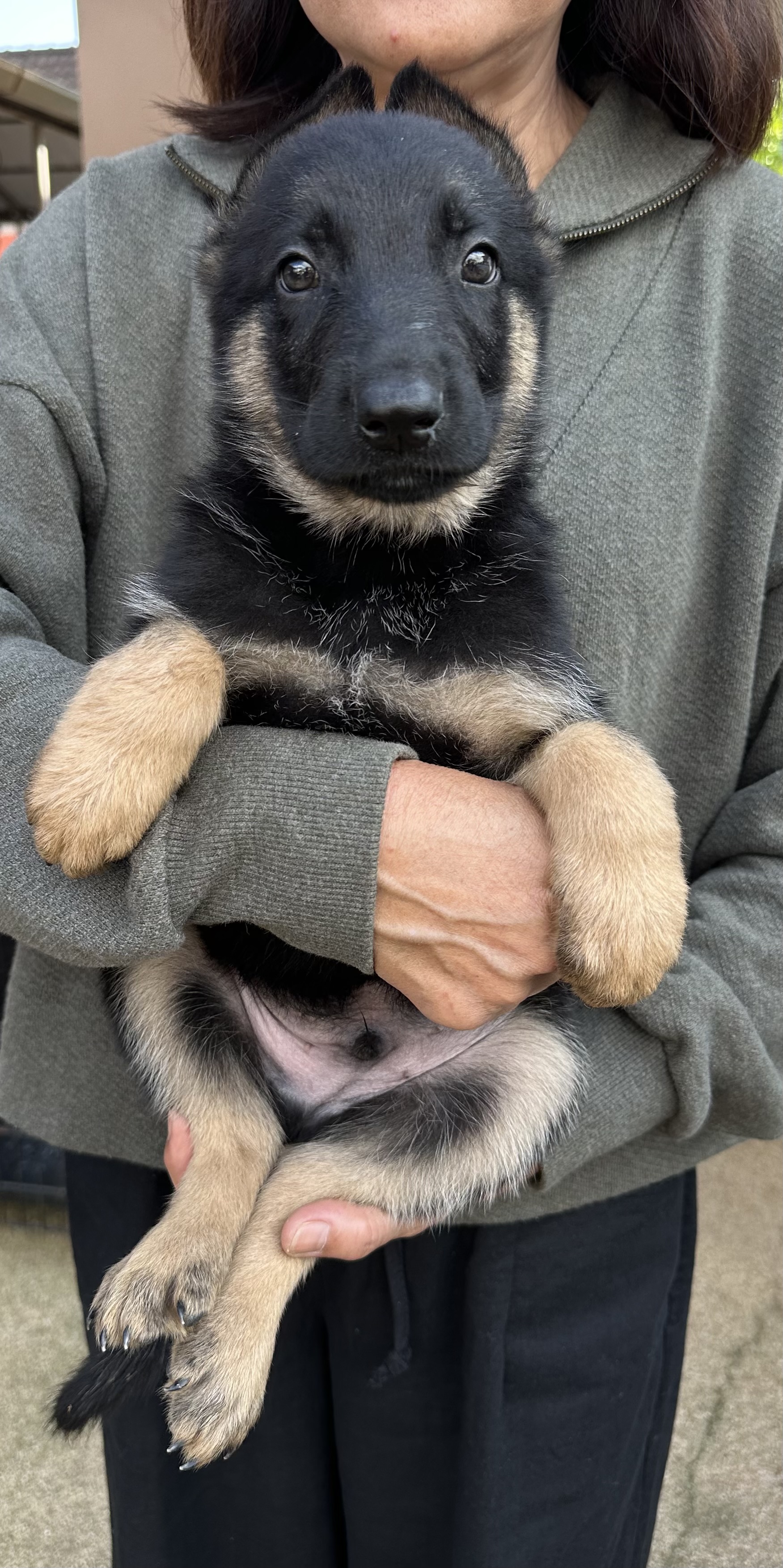 เยอรมันเชพเพริ์ดขนสั้นสองหนุ่มหาบ้าน