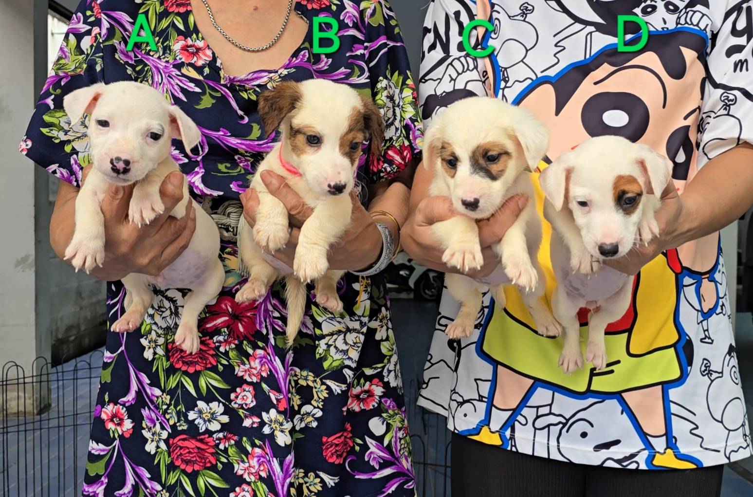 ลูกสุนัขแจ็ค รัสเซลล์ คอกที่ 3 สายพันธุ์แท้ หน้าตาดี ฉลาด เลี้ยงง่าย จาก kankarn...