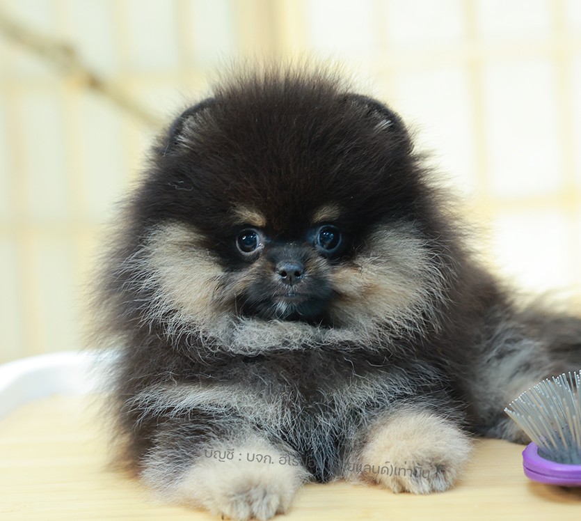 ปอมแท้ ปอมเมอเรเนียนฃ HRF-68400 เพศหญิง สีแบล็คแทน อายุ 2 เดือน ตัวเล็ก ขาสั้น ห...