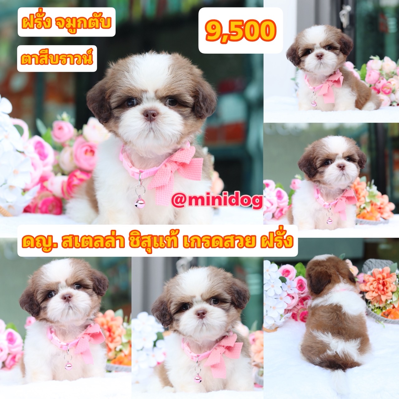 ชิสุแท้เกรดสวย