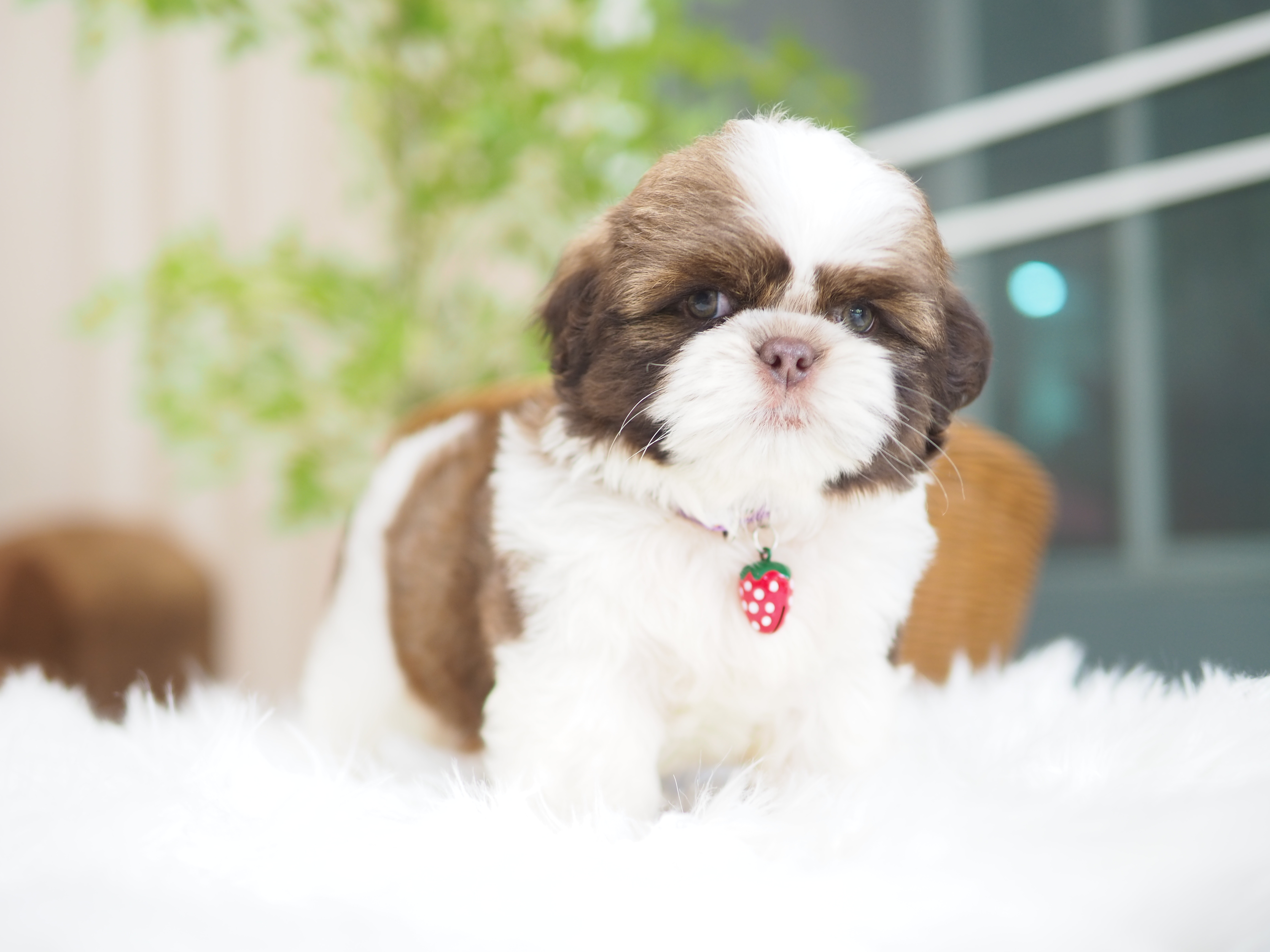 Shihtzu