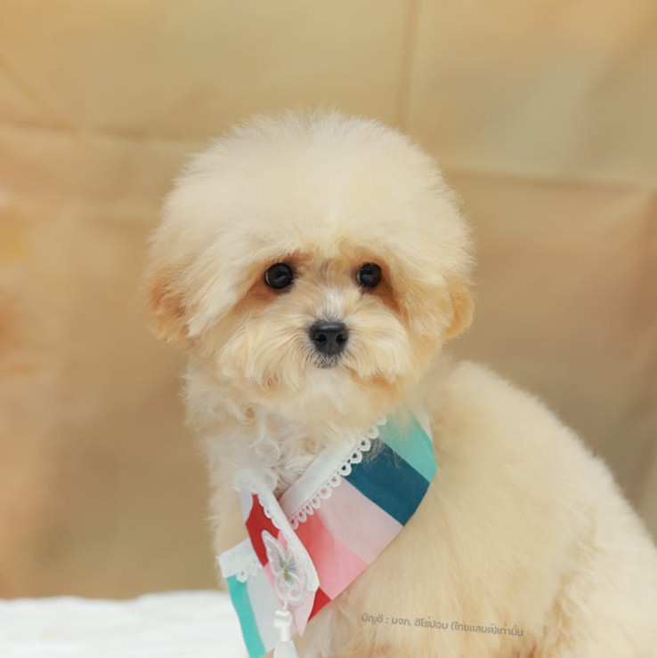 บิชองพู BCF-35598 เพศหญิง สี Champagne สวยหวานลูกคุณ ตัวเล็ก ขนนุ่ม สายเลือดคุณพ...