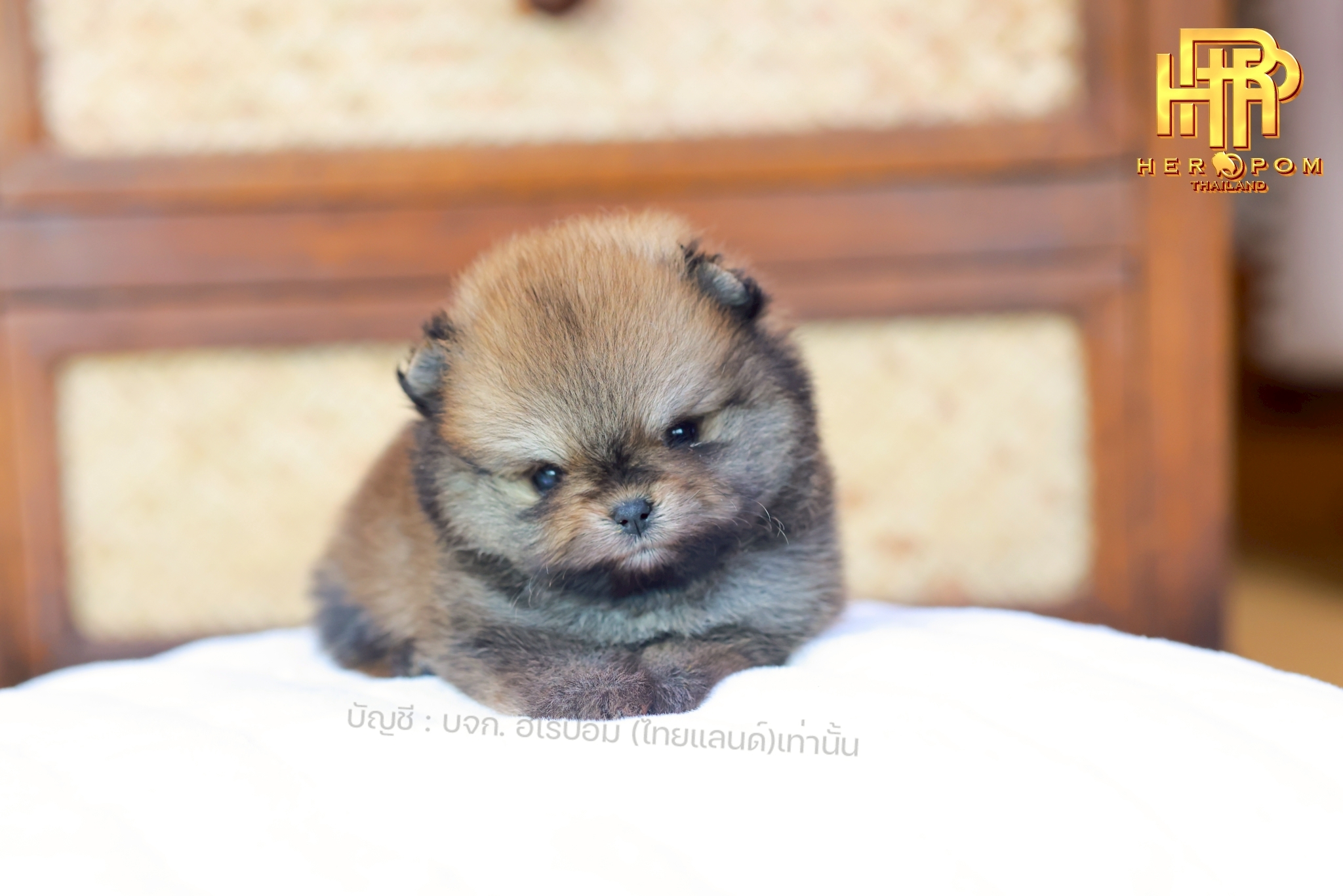 [เปิดจอง] ปอมแท้ ปอมหน้าสั้น HRF-10066 เพศหญิง สีส้ม น่ารักมาก ๆ ถ่ายรูปแล้วขึ้น...